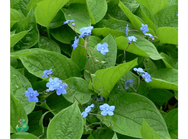 Omphalodes verna